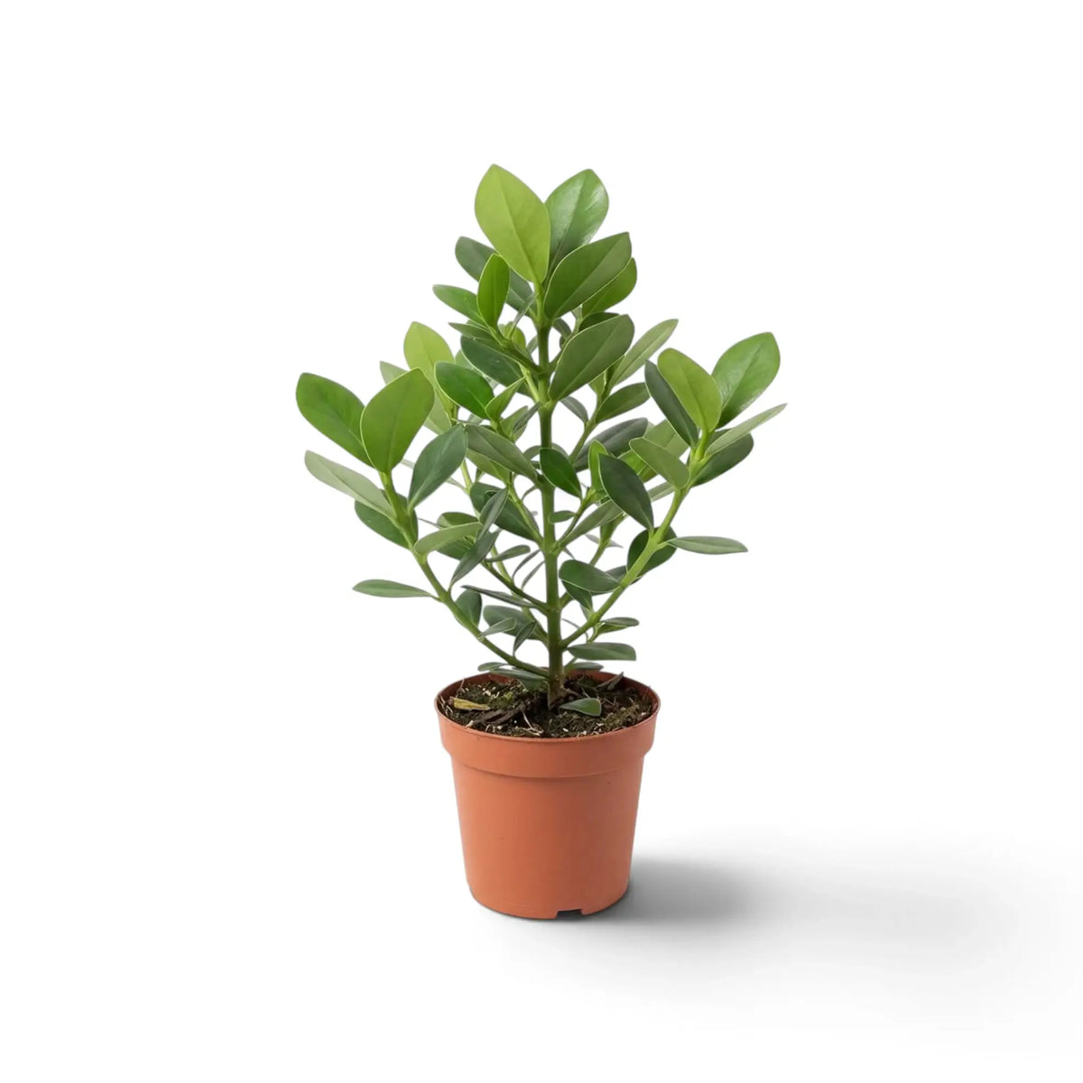 Clusia rosea ‘Princess’ with thick glossy leaves in a nursery pot