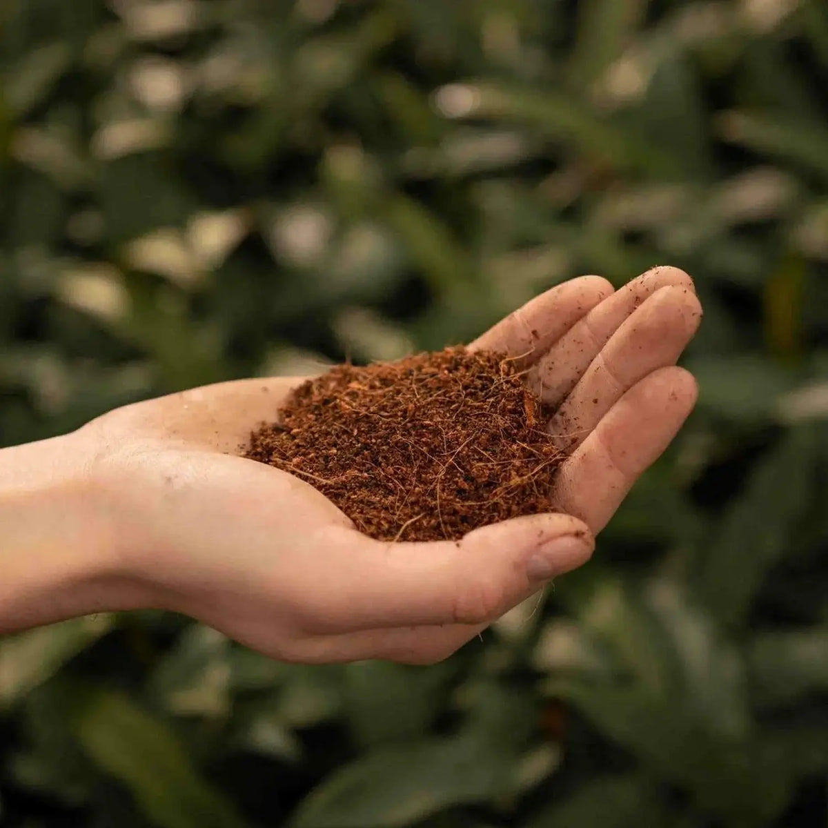 Coco Coir on white background.