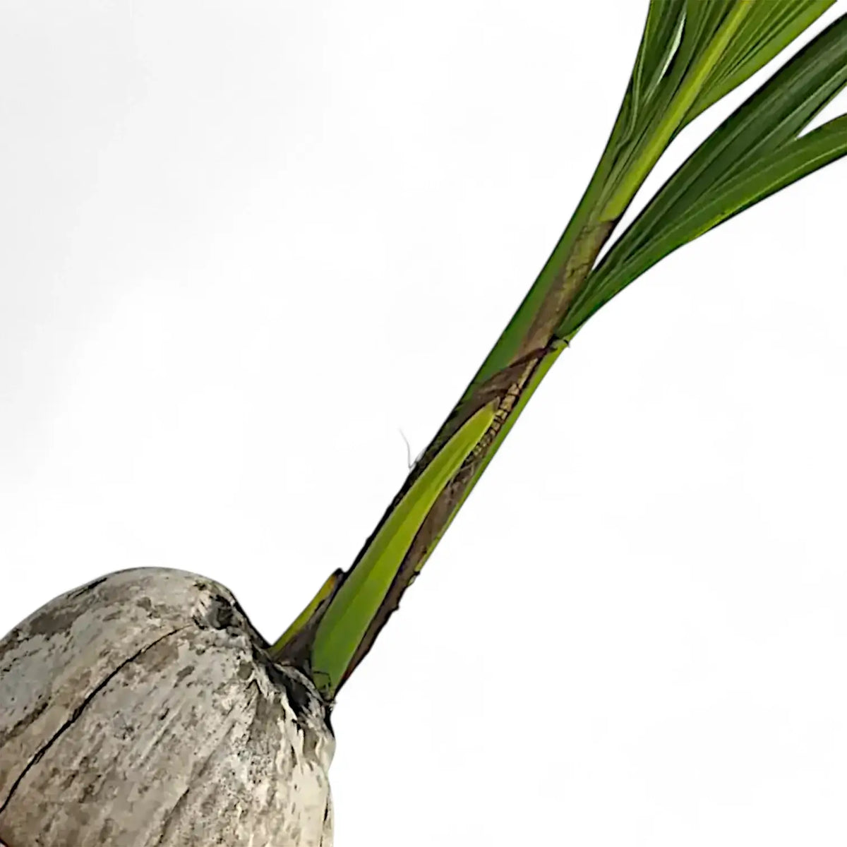 kokosnusspalme zimmerpflanze Cocos nucifera