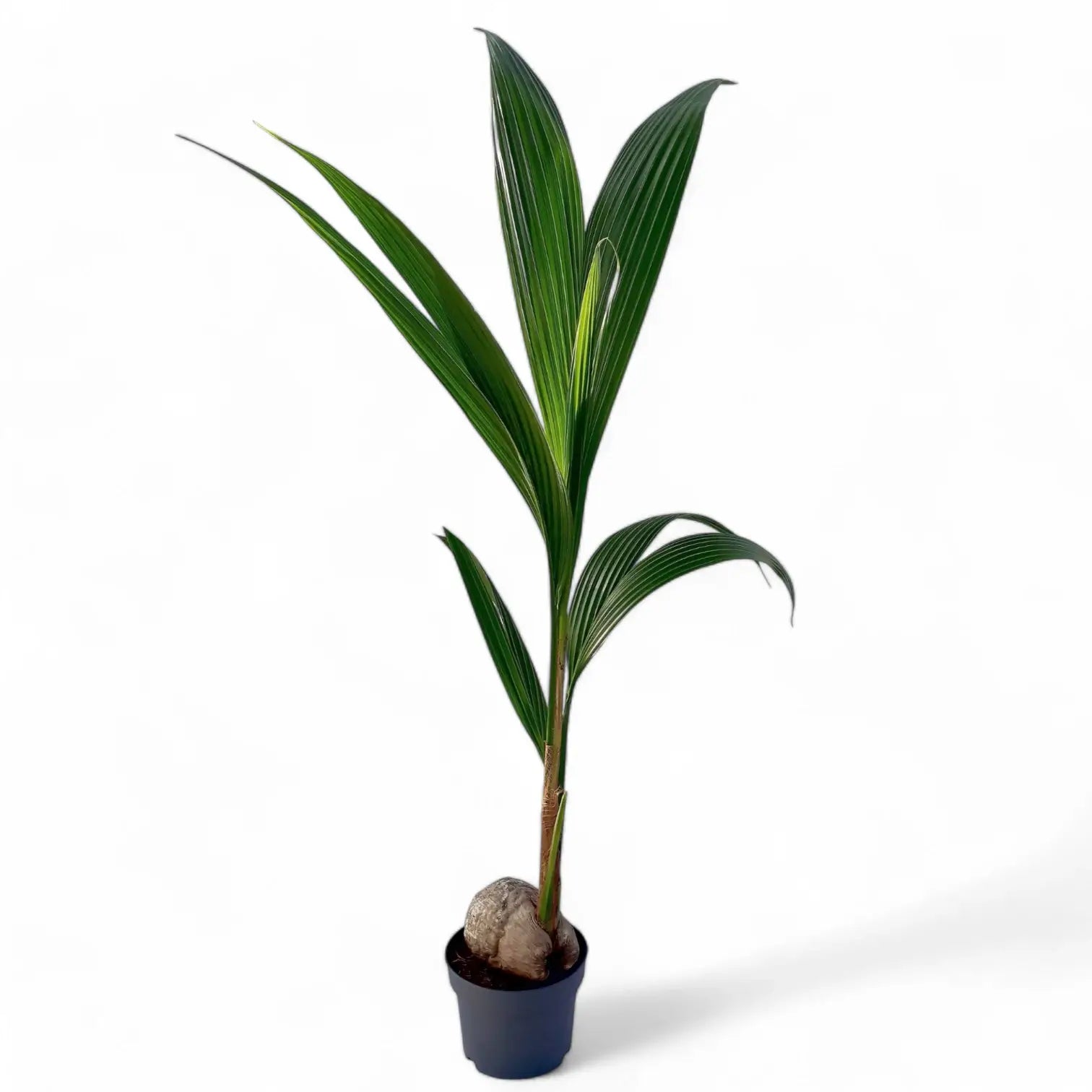 Cocos nucifera potted plant in nursery pot on white background.