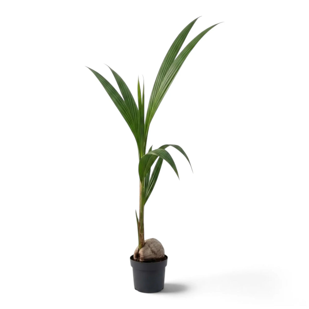 Jungpflanze von Cocos nucifera im schwarzen Topf mit sichtbarer Kokosnuss und zwei hohen Wedeln, die nach rechts aufragen