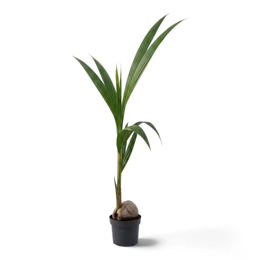 Jungpflanze von Cocos nucifera im schwarzen Topf mit sichtbarer Kokosnuss und zwei hohen Wedeln, die nach rechts aufragen