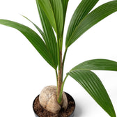 Nahaufnahme von Cocos nucifera mit sichtbarer Kokosnuss, unterem Stammabschnitt und gerippten grünen Blättern