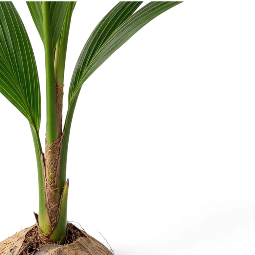 Nahaufnahme von Cocos nucifera mit grünen Stielen und braunem, faserigem Material rund um deren Basis oberhalb der Kokosnuss