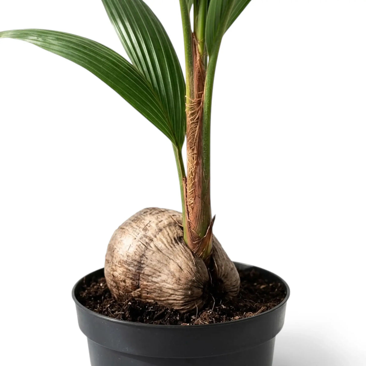 Nahaufnahme von Cocos nucifera mit Kokosnuss und faserigem unterem Stammabschnitt im schwarzen Kulturtopf