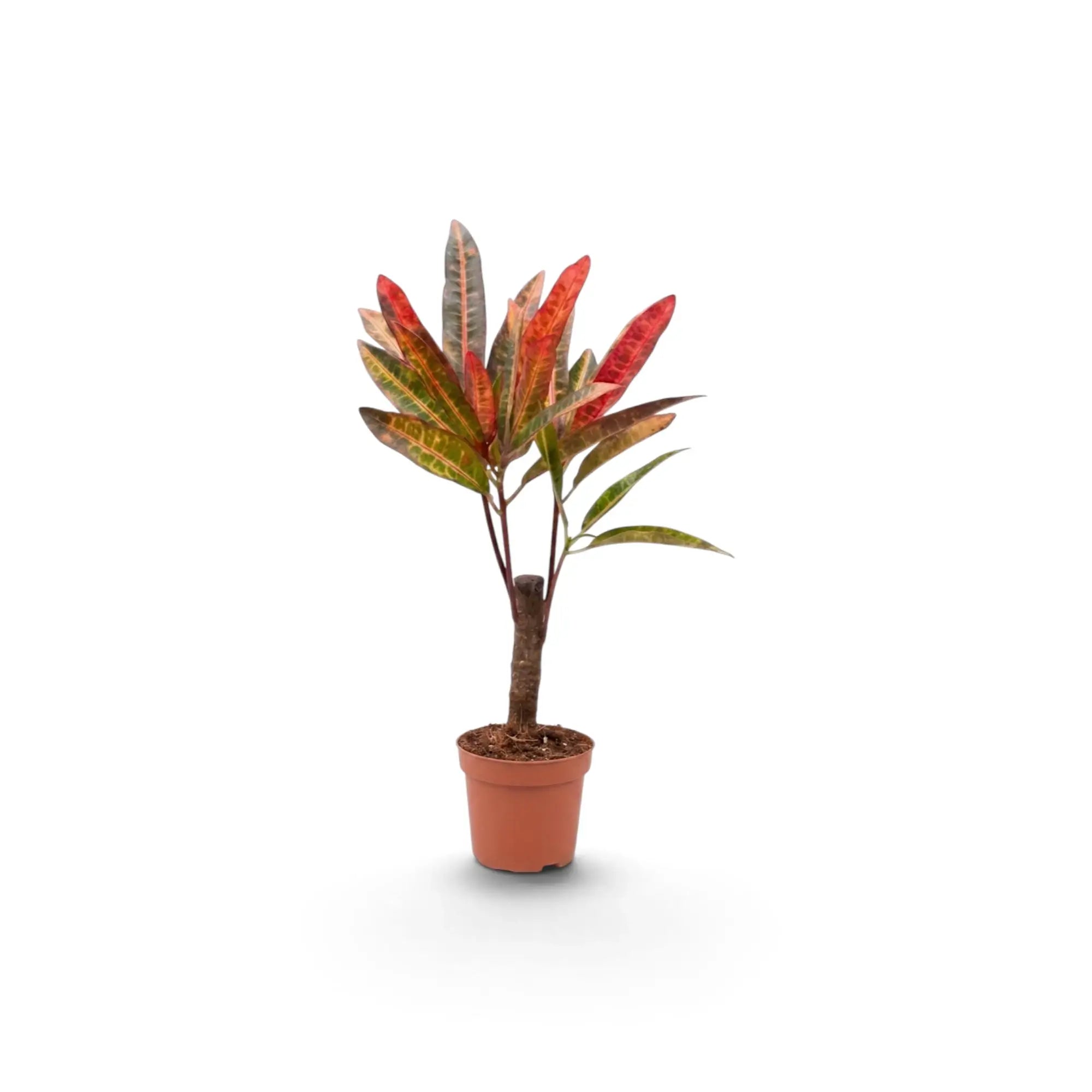 Codiaeum variegatum ‘Excellent’ als Jungpflanze mit schmalen mehrfarbigen Blättern im Terrakottatopf