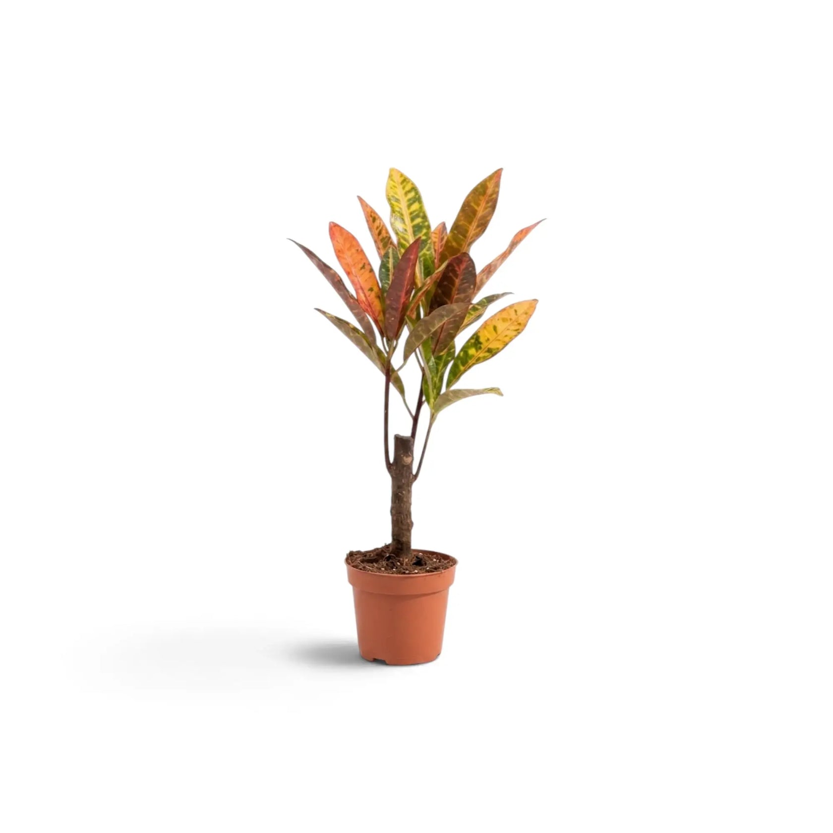 Codiaeum ‘Excellent’ im Topf mit roten, orangefarbenen und grünen Blättern, von der Seite