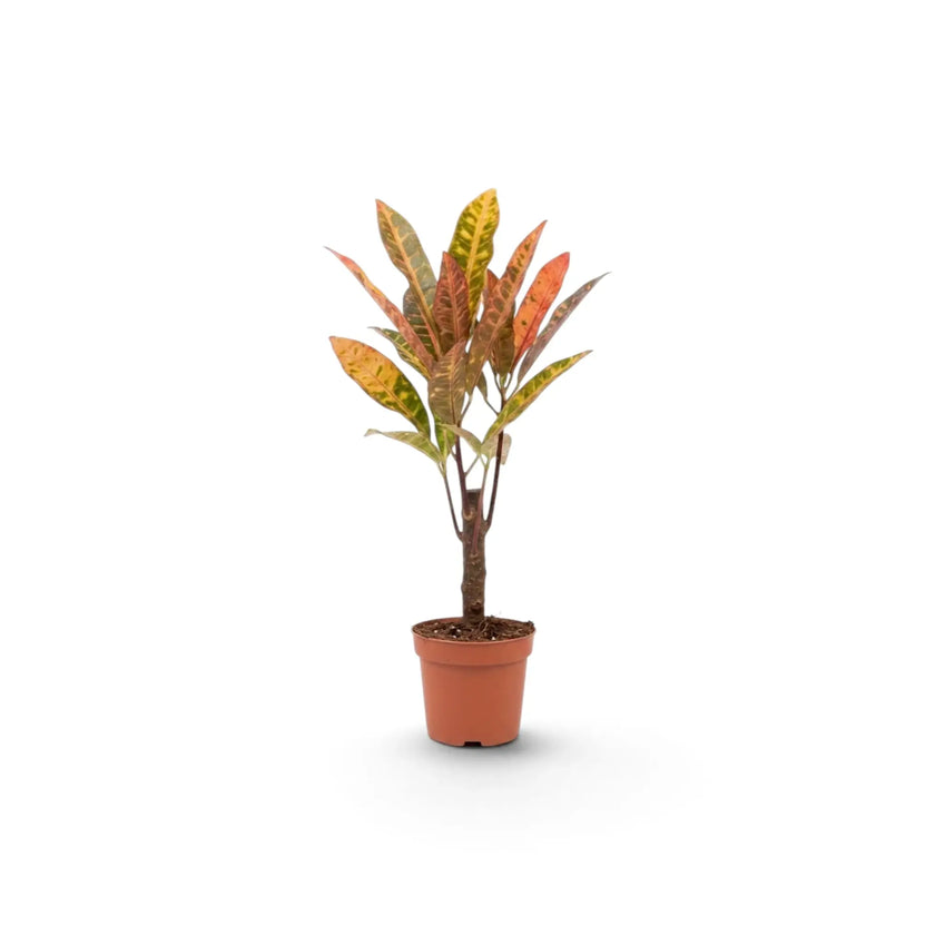 Codiaeum ‘Excellent’ als Jungpflanze mit schlankem Stamm im Terrakottatopf