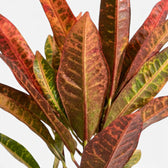 Detailaufnahme der Blätter von Codiaeum ‘Excellent’ mit Panaschierung in warmen Farbtönen