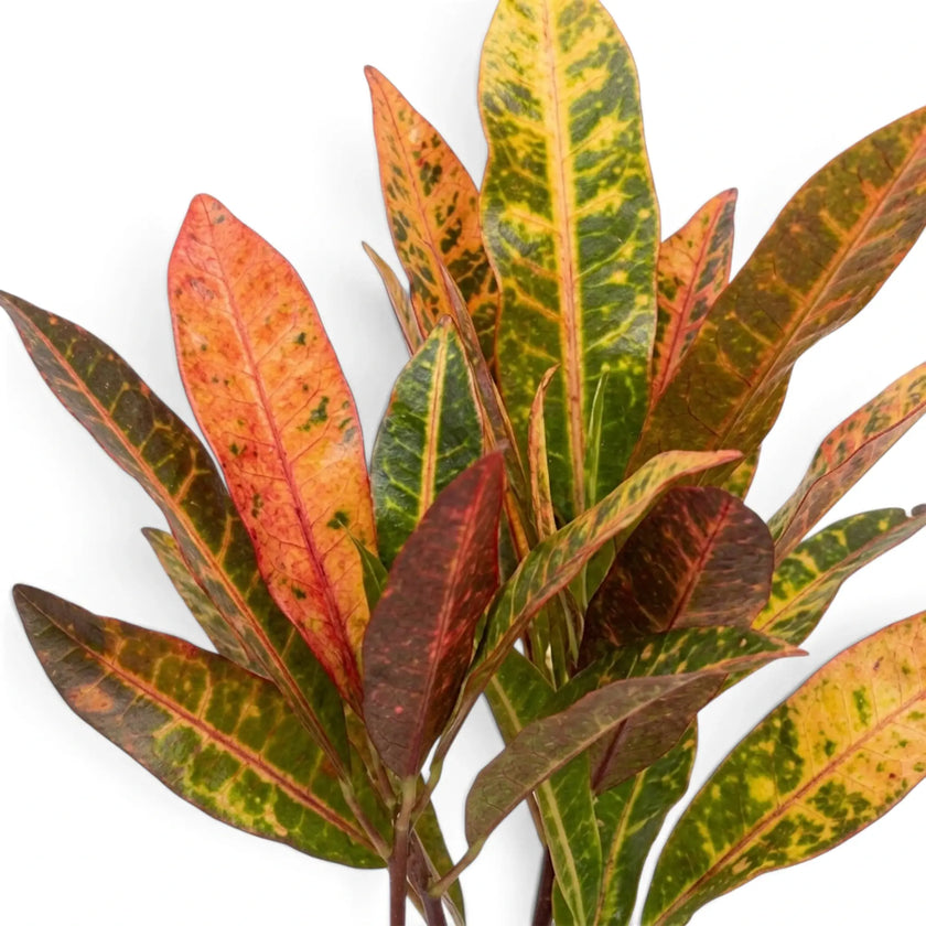 Nahaufnahme der rot, orange, gelb und grün gesprenkelten Blätter von Codiaeum ‘Excellent’