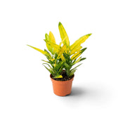Codiaeum variegatum ‘Sunny Star’ im Kulturtopf mit aufrechten schmalen Blättern, die grün und gelb gemustert sind