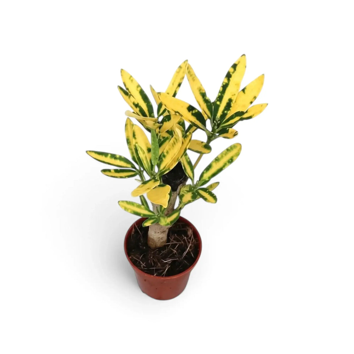 Codiaeum variegatum ‘Sunny Star’ im Topf mit langen grünen Blättern und leuchtend gelber Panaschierung