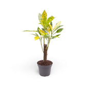 Codiaeum variegatum 'Aucubaefolia' – Zimmerpflanze im Kulturtopf auf weißem Hintergrund, Produktfoto 3.