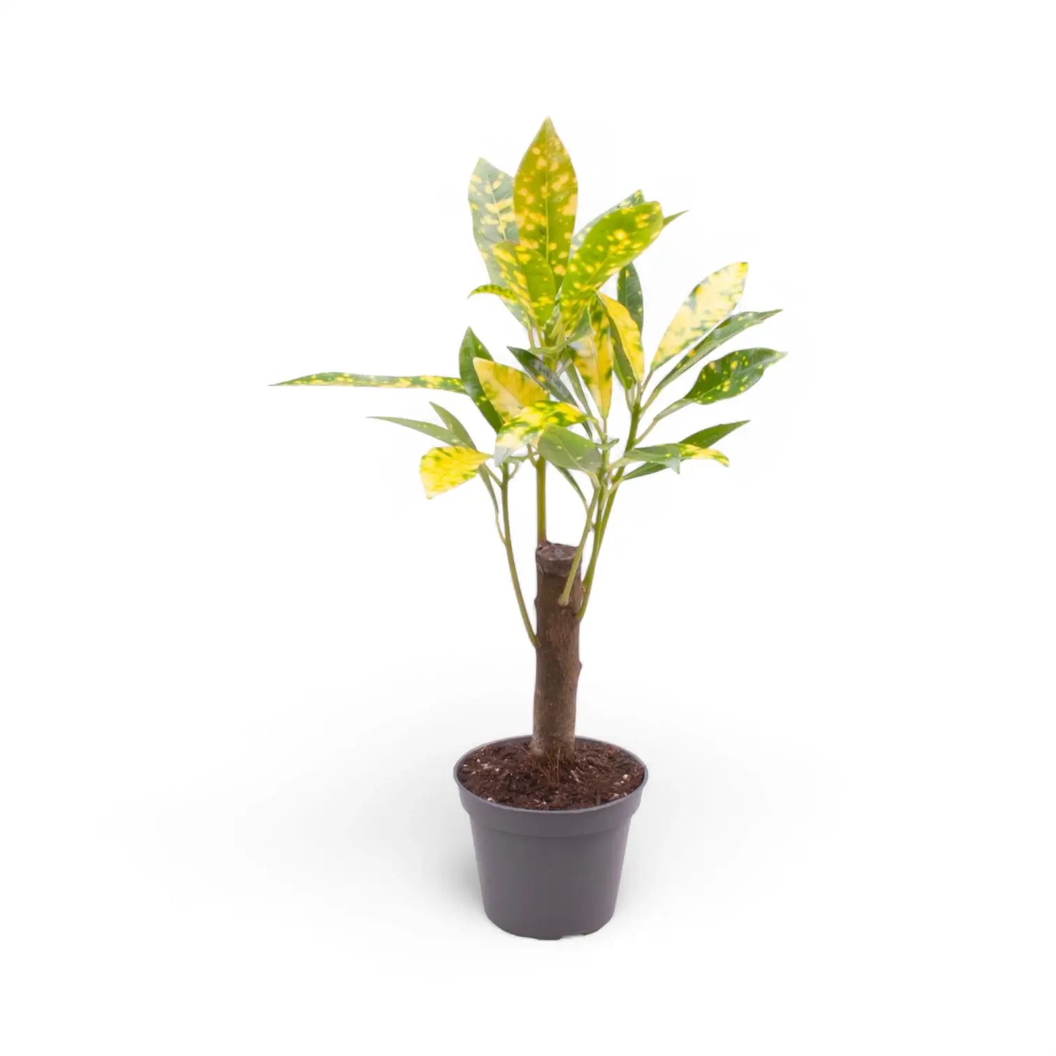 Codiaeum variegatum 'Aucubaefolia' – Zimmerpflanze im Kulturtopf auf weißem Hintergrund, Produktfoto 3.