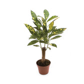 Codiaeum variegatum 'Aucubaefolia' – Zimmerpflanze im Kulturtopf auf weißem Hintergrund, Produktfoto 4.