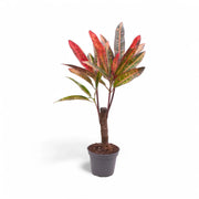 Codiaeum variegatum 'Excellent' – Zimmerpflanze im Kulturtopf auf weißem Hintergrund, Produktfoto 2.