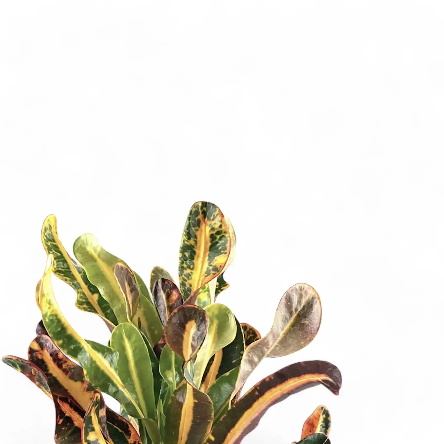 Codiaeum variegatum (Croton) 'Mammi' close-up of leaf on white background.