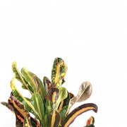 Codiaeum variegatum (Croton) 'Mammi' close-up of leaf on white background.