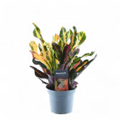Codiaeum variegatum (Croton) 'Mammi' potted plant in nursery pot on white background.