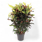 Codiaeum variegatum (Croton) 'Mammi' potted plant in nursery pot on white background.