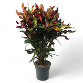 Codiaeum variegatum (Croton) 'Mammi' potted plant in nursery pot on white background.