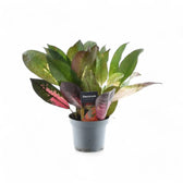 Codiaeum variegatum (Croton) 'Mrs. Iceton' potted plant in nursery pot on white background.