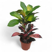Codiaeum variegatum (Croton) 'Mrs. Iceton' potted plant in nursery pot on white background.