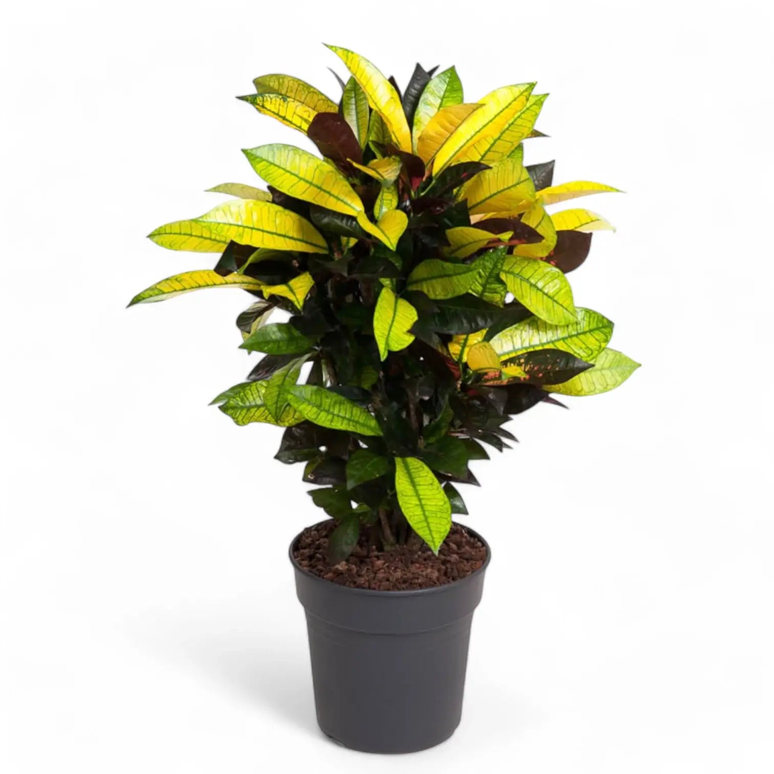 Codiaeum variegatum (Croton) 'Mrs. Iceton' potted plant in nursery pot on white background.