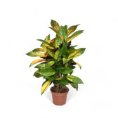 Codiaeum variegatum (Croton) 'Mrs. Iceton' potted plant in nursery pot on white background.
