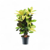 Codiaeum variegatum (Croton) 'Mrs. Iceton' potted plant in nursery pot on white background.