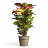 Codiaeum variegatum (Croton) 'Mrs. Iceton' potted plant in nursery pot on white background.