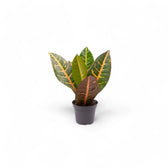 Codiaeum variegatum (Croton) 'Petra' – Zimmerpflanze im Kulturtopf auf weißem Hintergrund, Produktfoto 3.