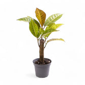 Codiaeum variegatum (Croton) 'Petra' – Zimmerpflanze im Kulturtopf auf weißem Hintergrund, Produktfoto 5.