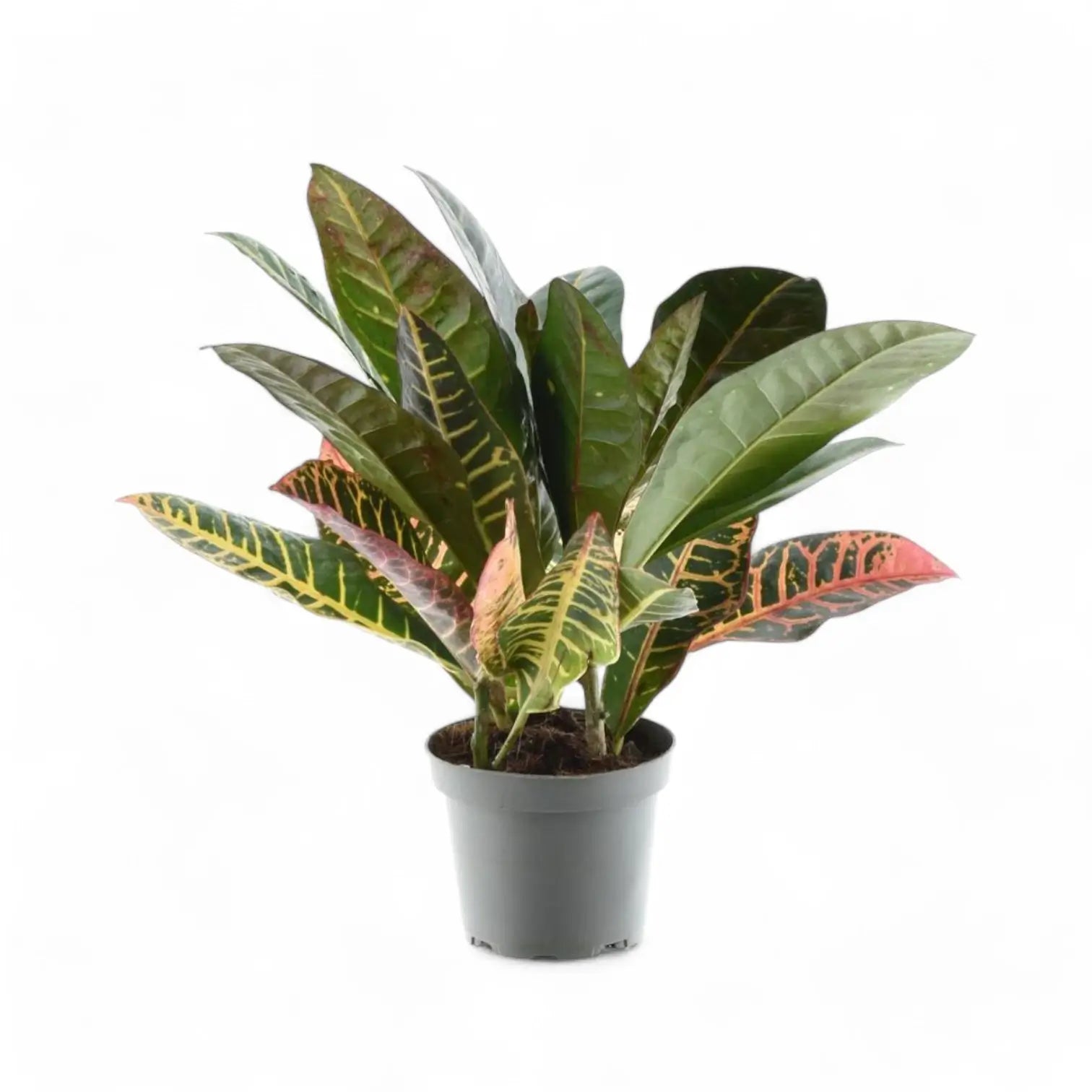 Codiaeum variegatum (Croton) 'Petra' – Zimmerpflanze im Kulturtopf auf weißem Hintergrund, Produktfoto 6.