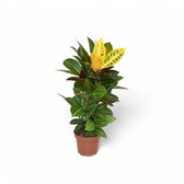 Codiaeum variegatum (Croton) 'Petra' – Zimmerpflanze im Kulturtopf auf weißem Hintergrund, Produktfoto 7.