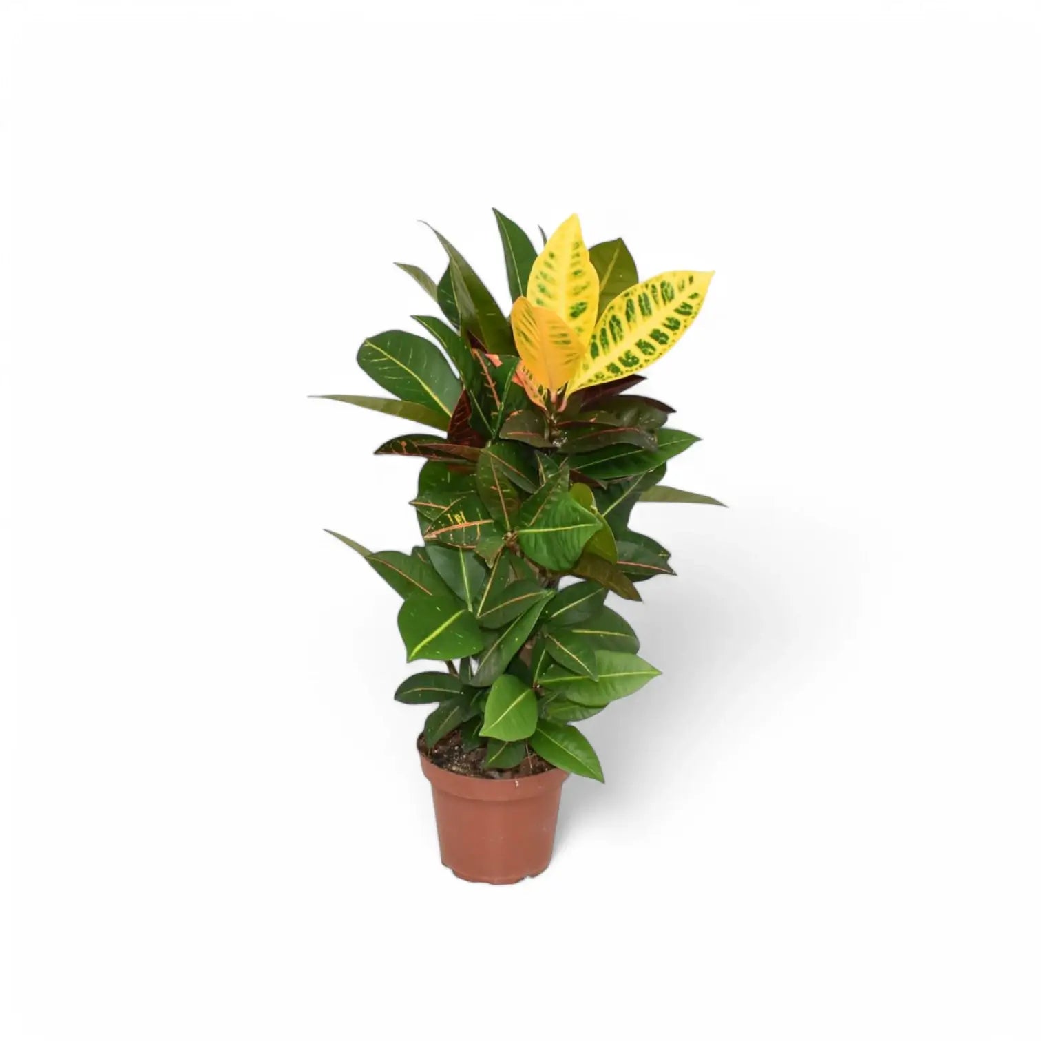 Codiaeum variegatum (Croton) 'Petra' – Zimmerpflanze im Kulturtopf auf weißem Hintergrund, Produktfoto 7.