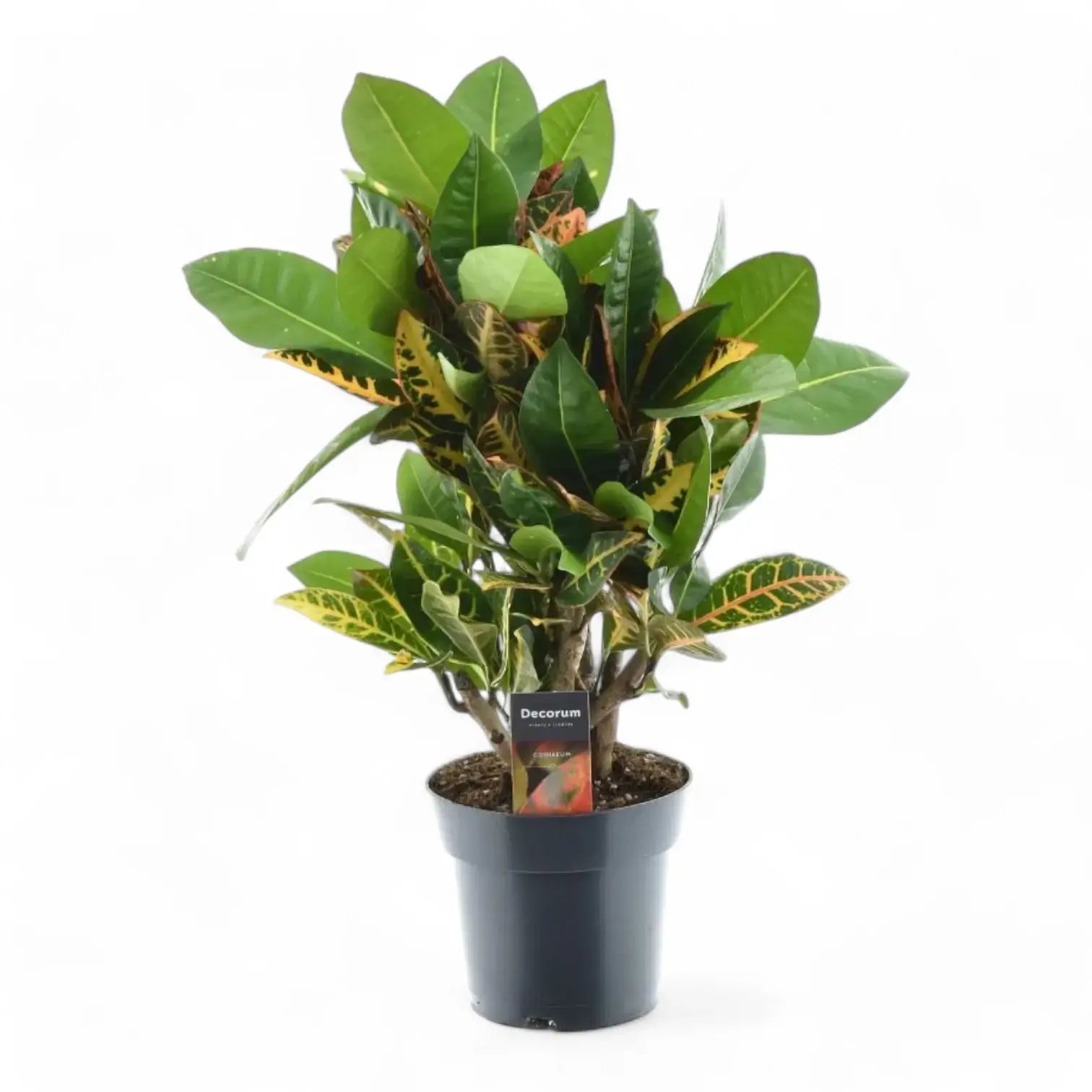 Codiaeum variegatum (Croton) 'Petra' – Zimmerpflanze im Kulturtopf auf weißem Hintergrund, Produktfoto 8.