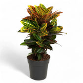 Codiaeum variegatum (Croton) 'Petra' – Zimmerpflanze im Kulturtopf auf weißem Hintergrund, Produktfoto 9.