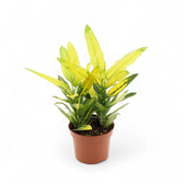 Codiaeum variegatum 'Sunny Star' potted plant in nursery pot on white background.
