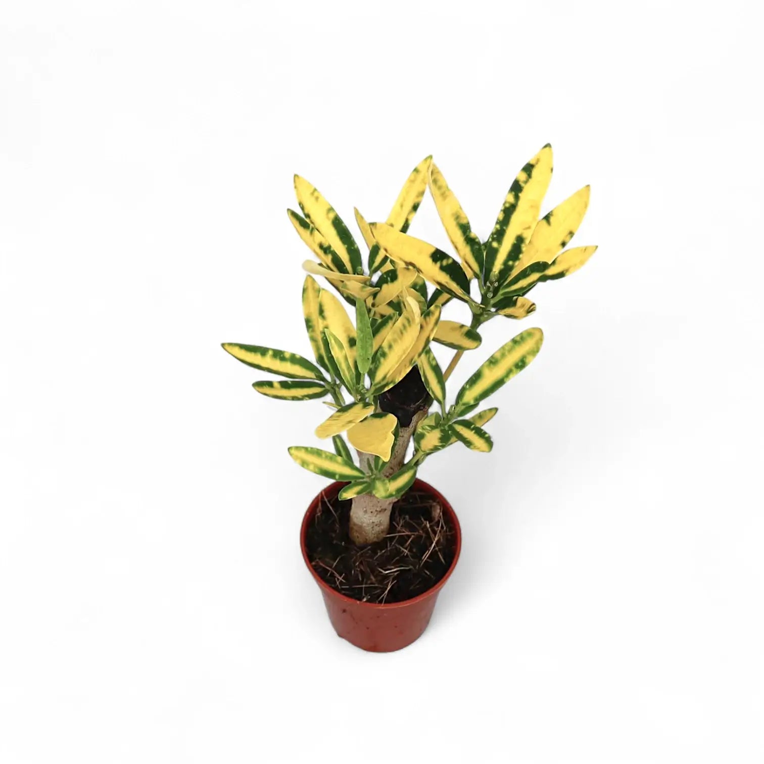 Codiaeum variegatum 'Sunny Star' potted plant in nursery pot on white background.
