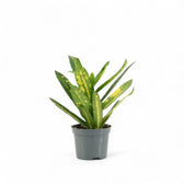 Codiaeum variegatum 'Sunny Star' potted plant in nursery pot on white background.