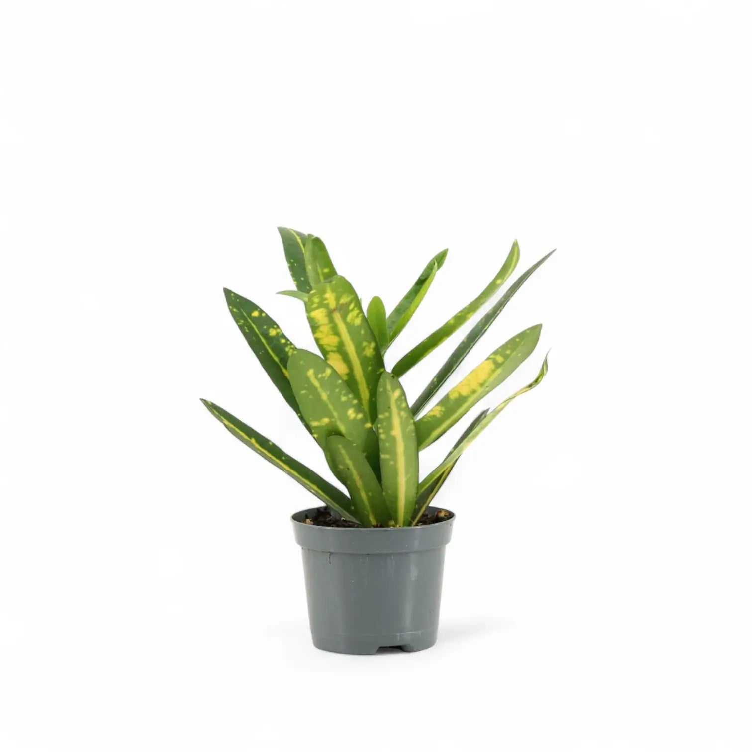 Codiaeum variegatum 'Sunny Star' potted plant in nursery pot on white background.
