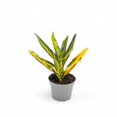 Codiaeum variegatum 'Sunny Star' potted plant in nursery pot on white background.