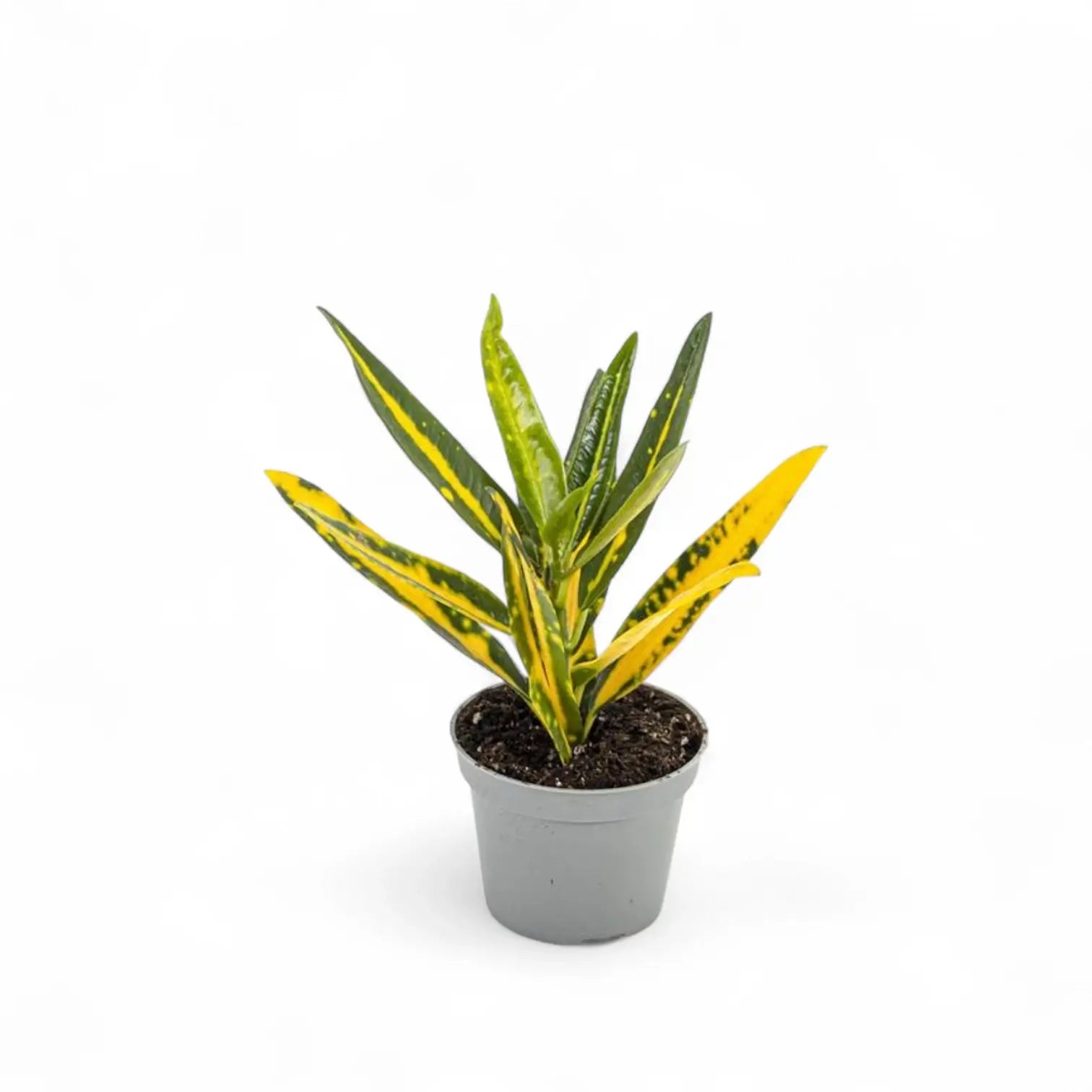 Codiaeum variegatum 'Sunny Star' potted plant in nursery pot on white background.