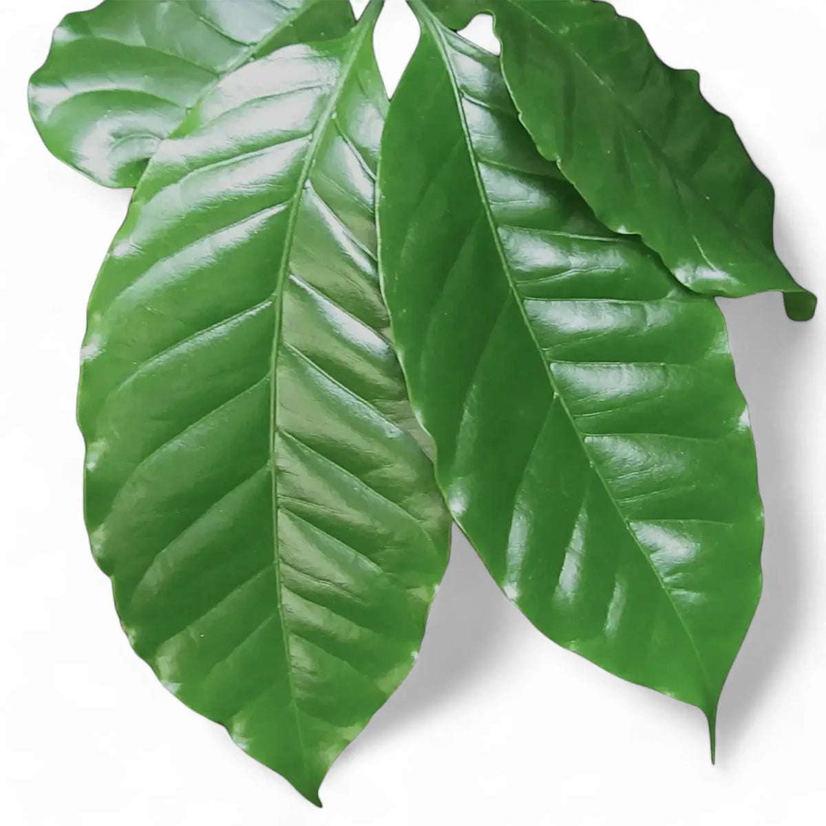 Coffea arabica | Kaffeepflanze als Zimmerpflanze  Foliage Factory