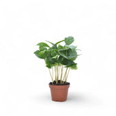 Coffea arabica potted plant in nursery pot on white background.
