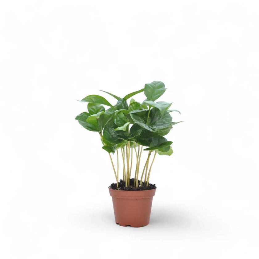 Coffea arabica potted plant in nursery pot on white background.