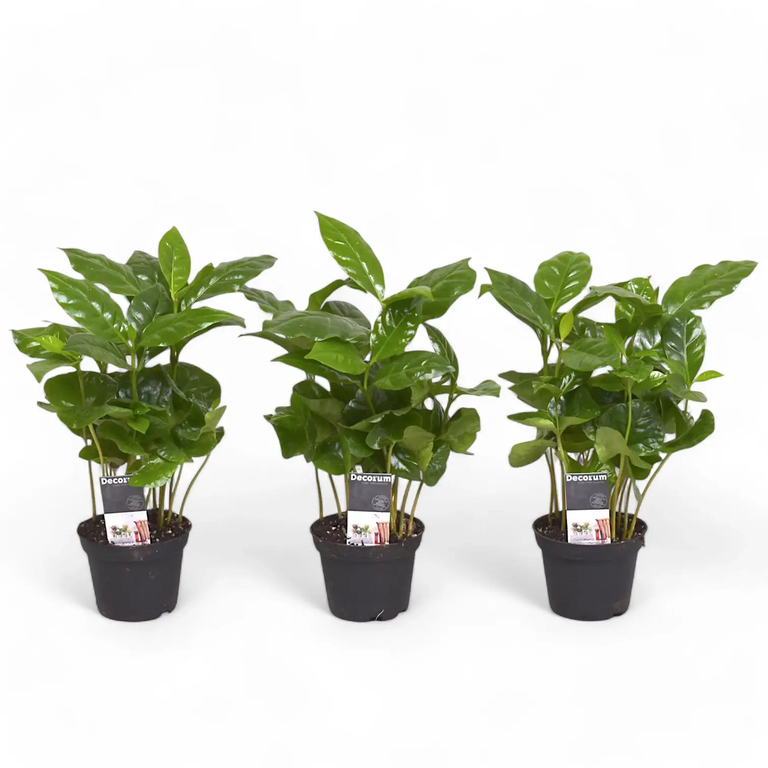 Coffea arabica potted plant in nursery pot on white background.