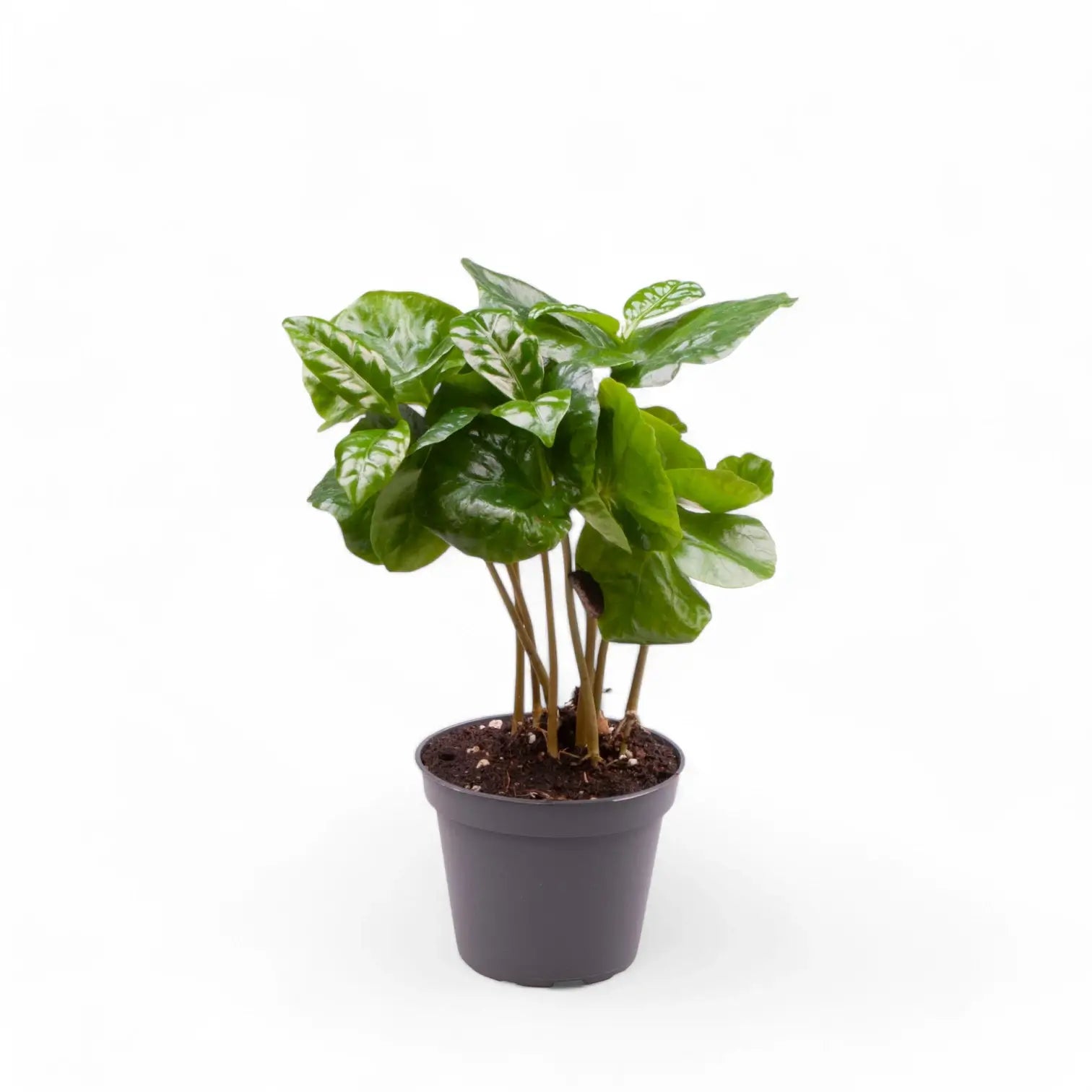Coffea arabica potted plant in nursery pot on white background.