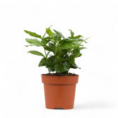 Coffea arabica potted plant in nursery pot on white background.